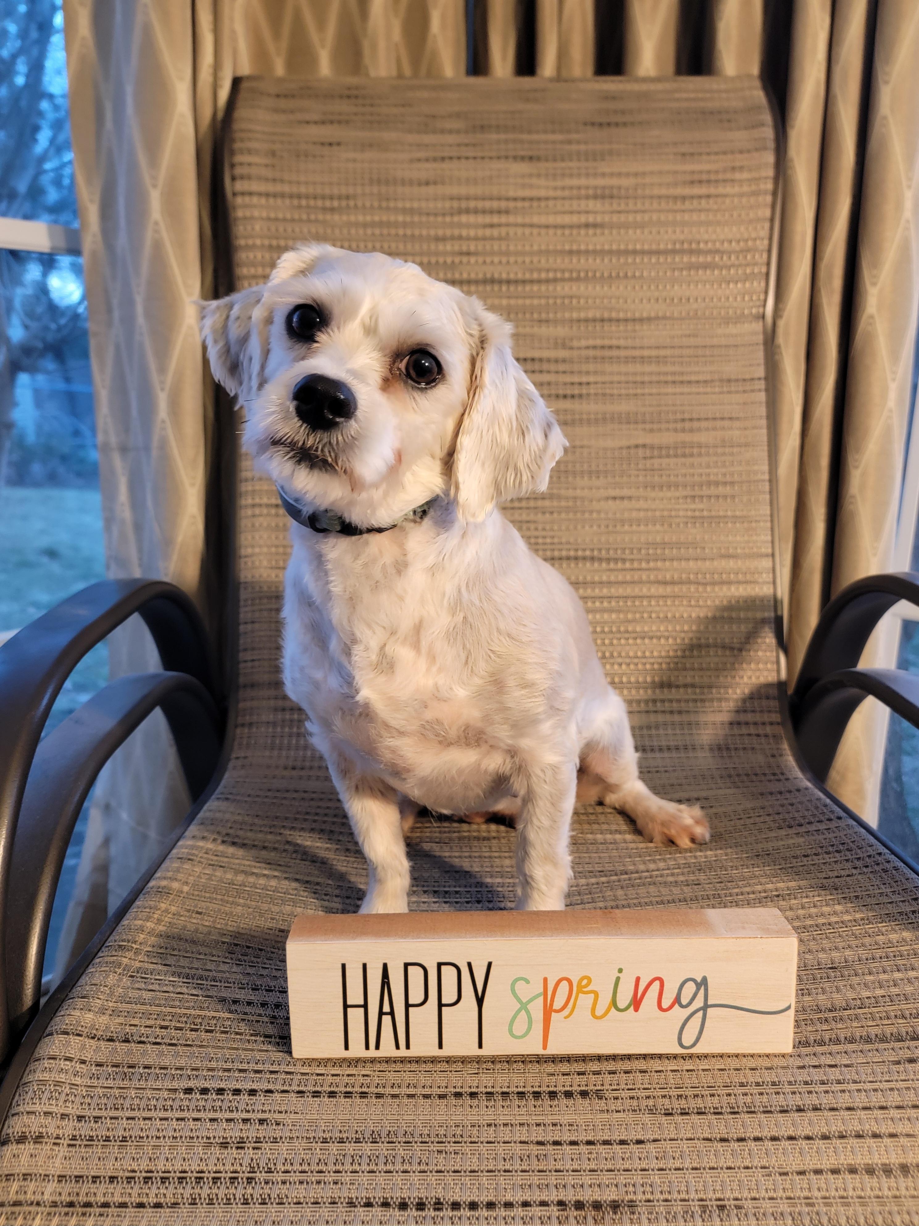 Enlarge Flower, an adopted Mixed Breed in Rochester , NY image 3/6