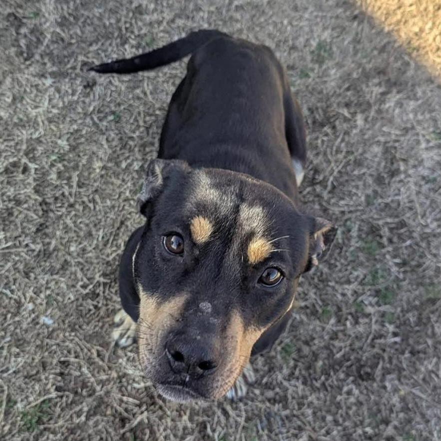 SNOOKI  Available NOW - ADOPTION or RESCUE!, Adoptable, Adult Female Mixed Breed.