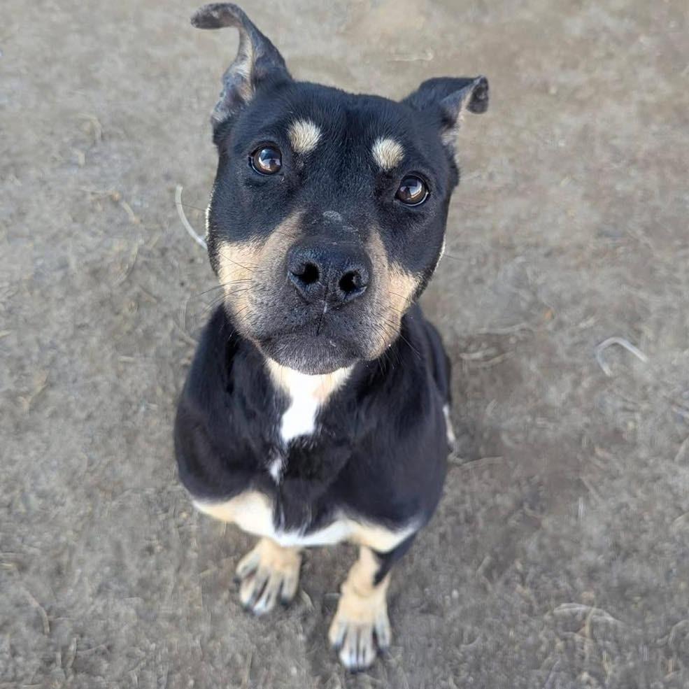 Enlarge SNOOKI  Available NOW - ADOPTION or RESCUE!, a Adoptable Mixed Breed in Nashville, NC image 2/2