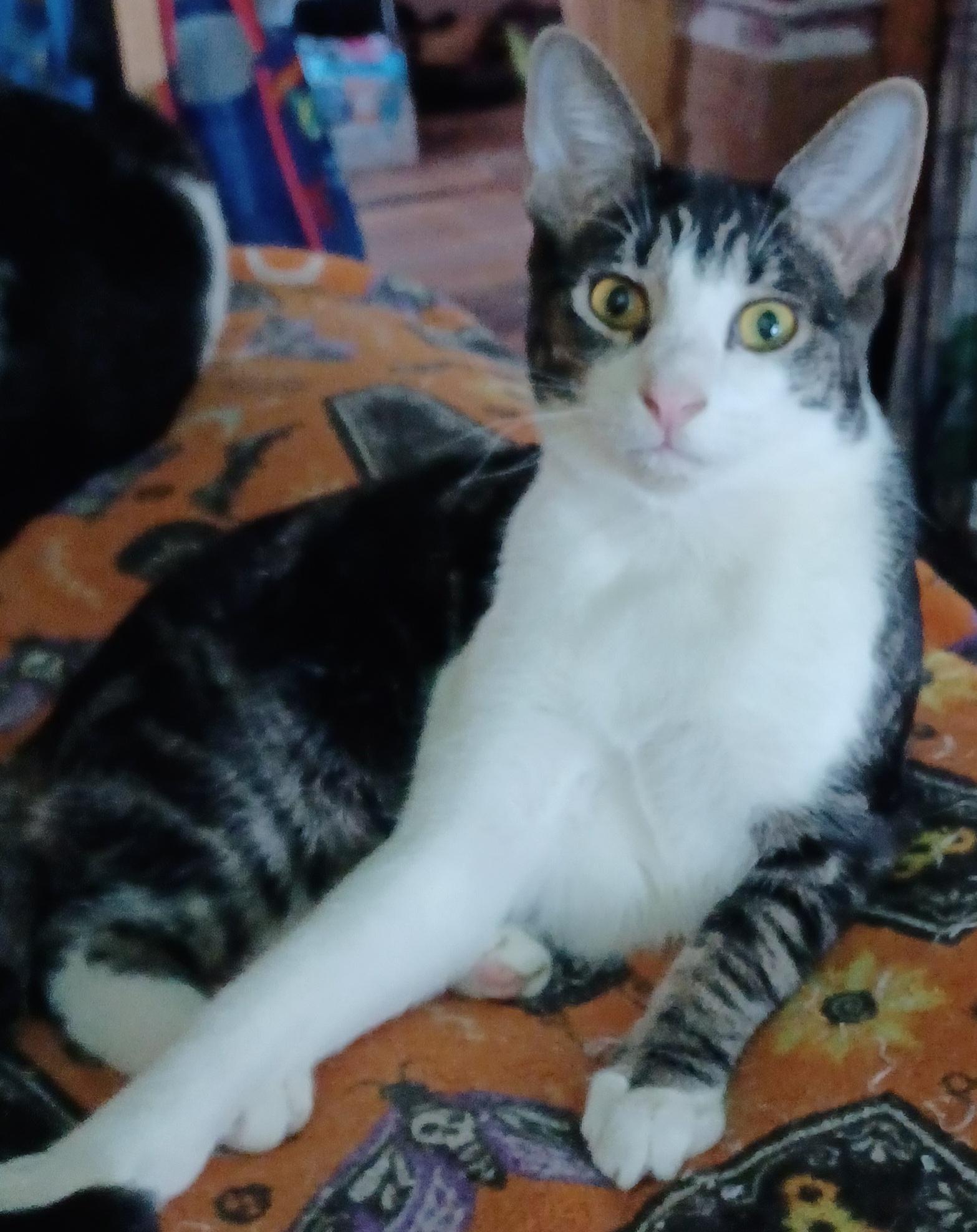 Enlarge Ferdinand, a ADOPTABLE Domestic Short Hair in Morgantown, WV image 1/4