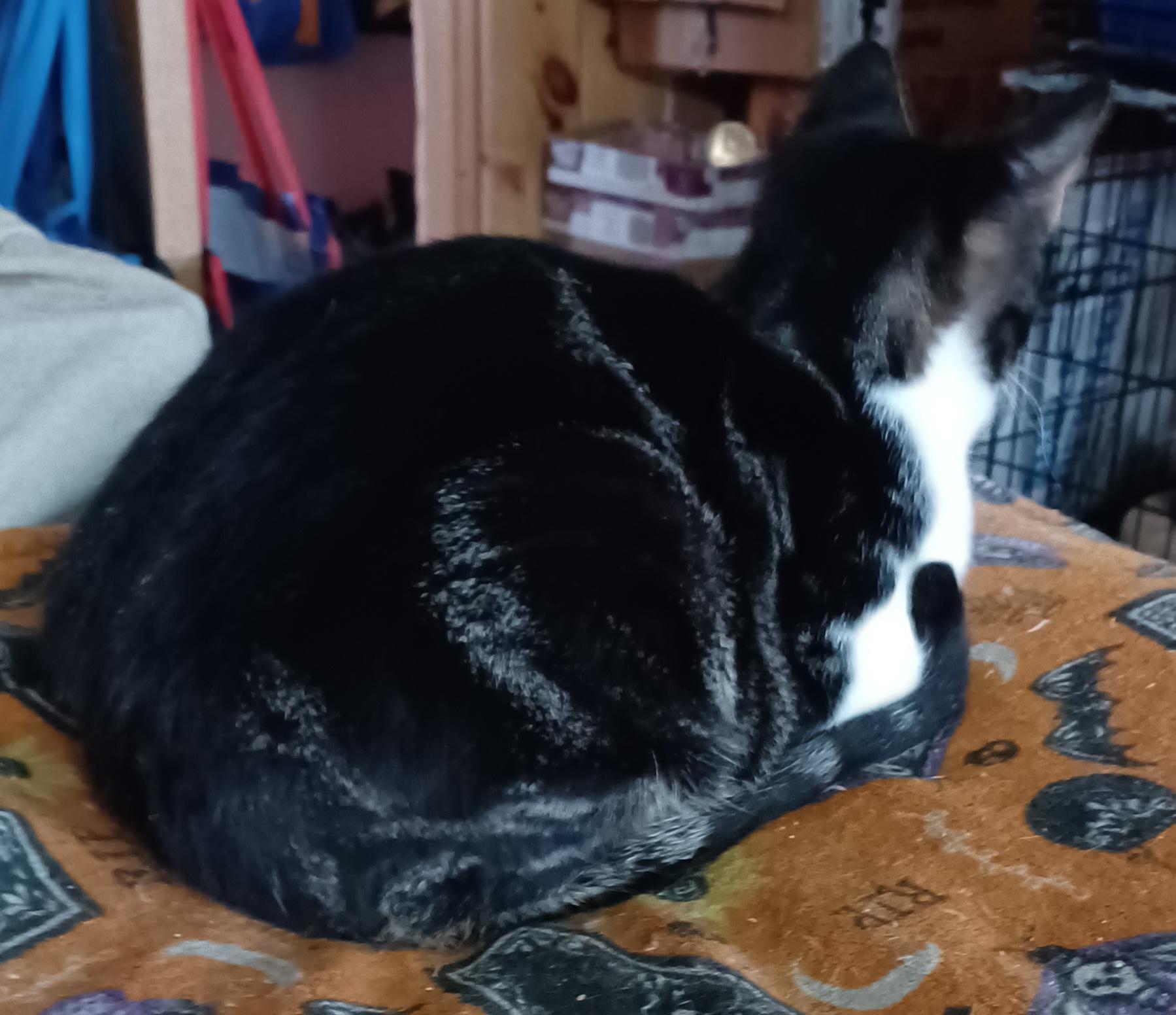 Enlarge Ferdinand, a ADOPTABLE Domestic Short Hair in Morgantown, WV image 2/4