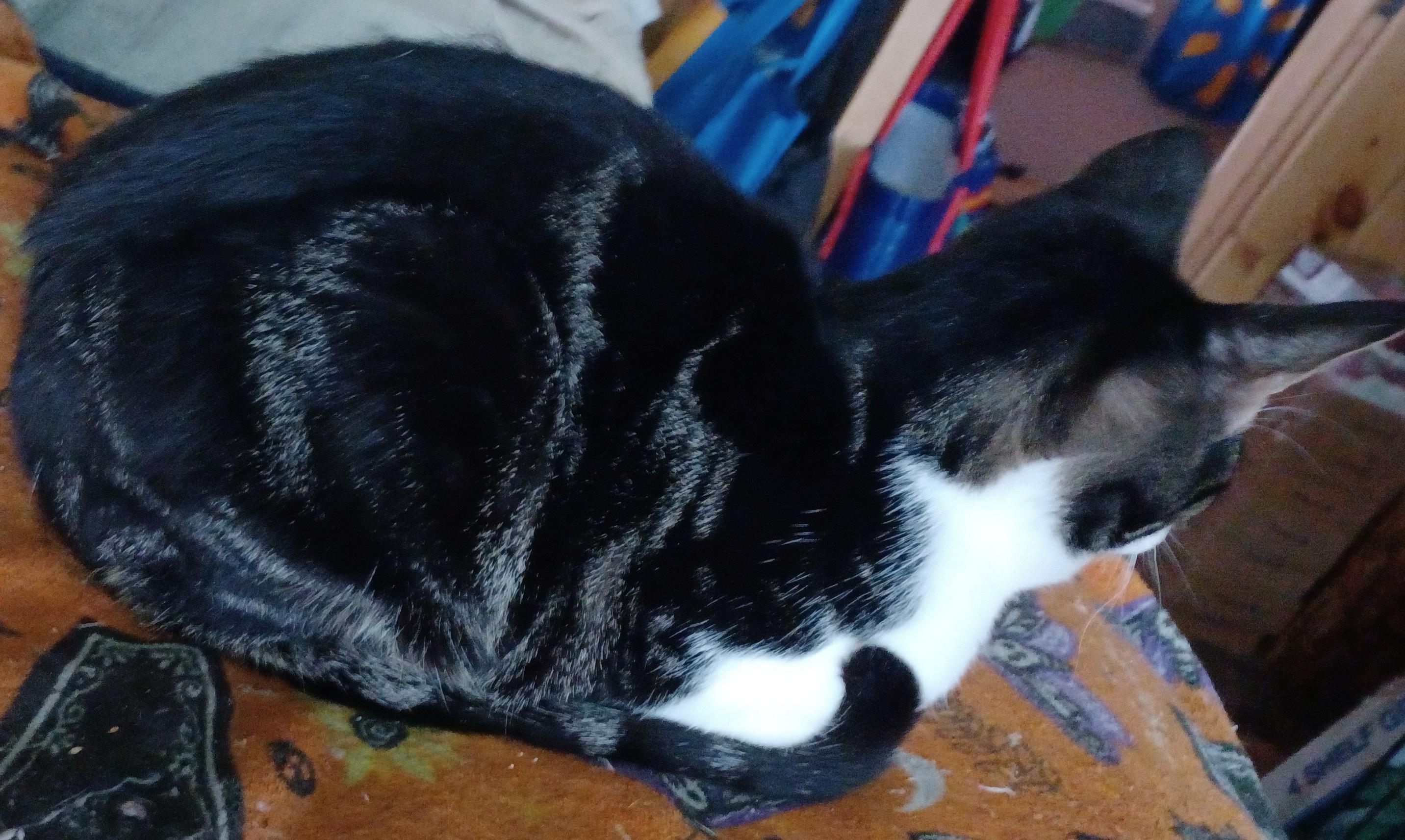 Enlarge Ferdinand, a ADOPTABLE Domestic Short Hair in Morgantown, WV image 3/4