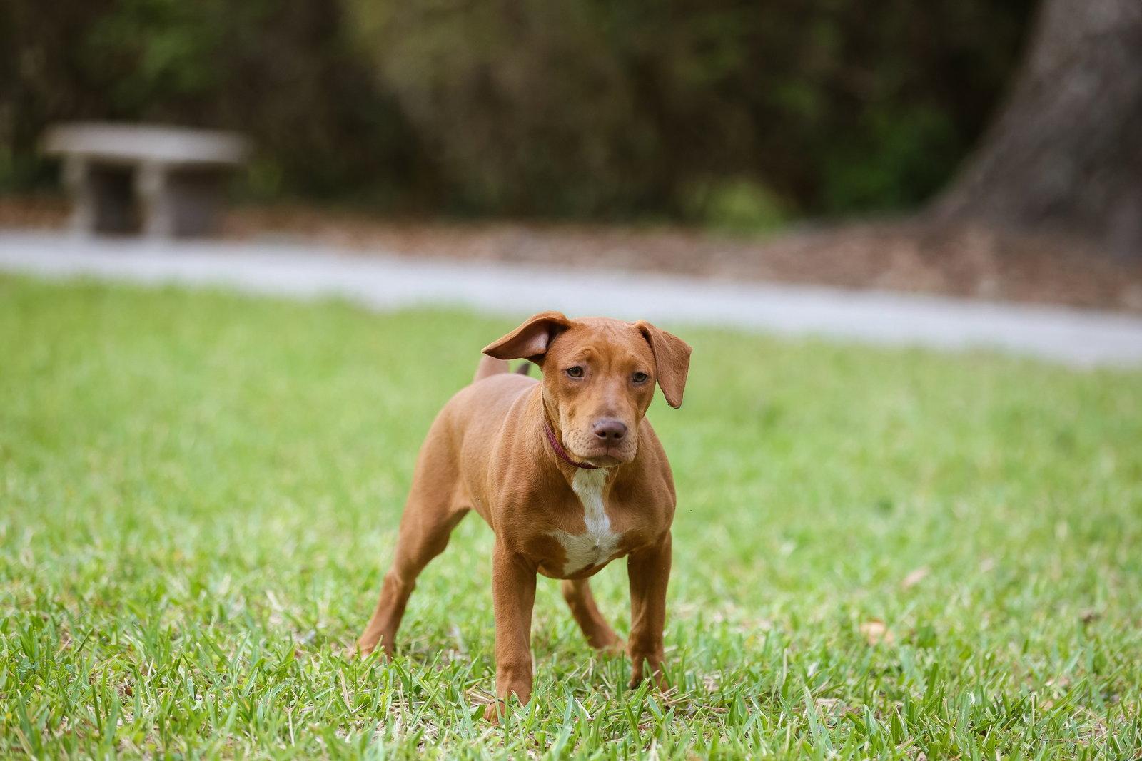Hank, Adoptable, Young Male Mixed Breed.