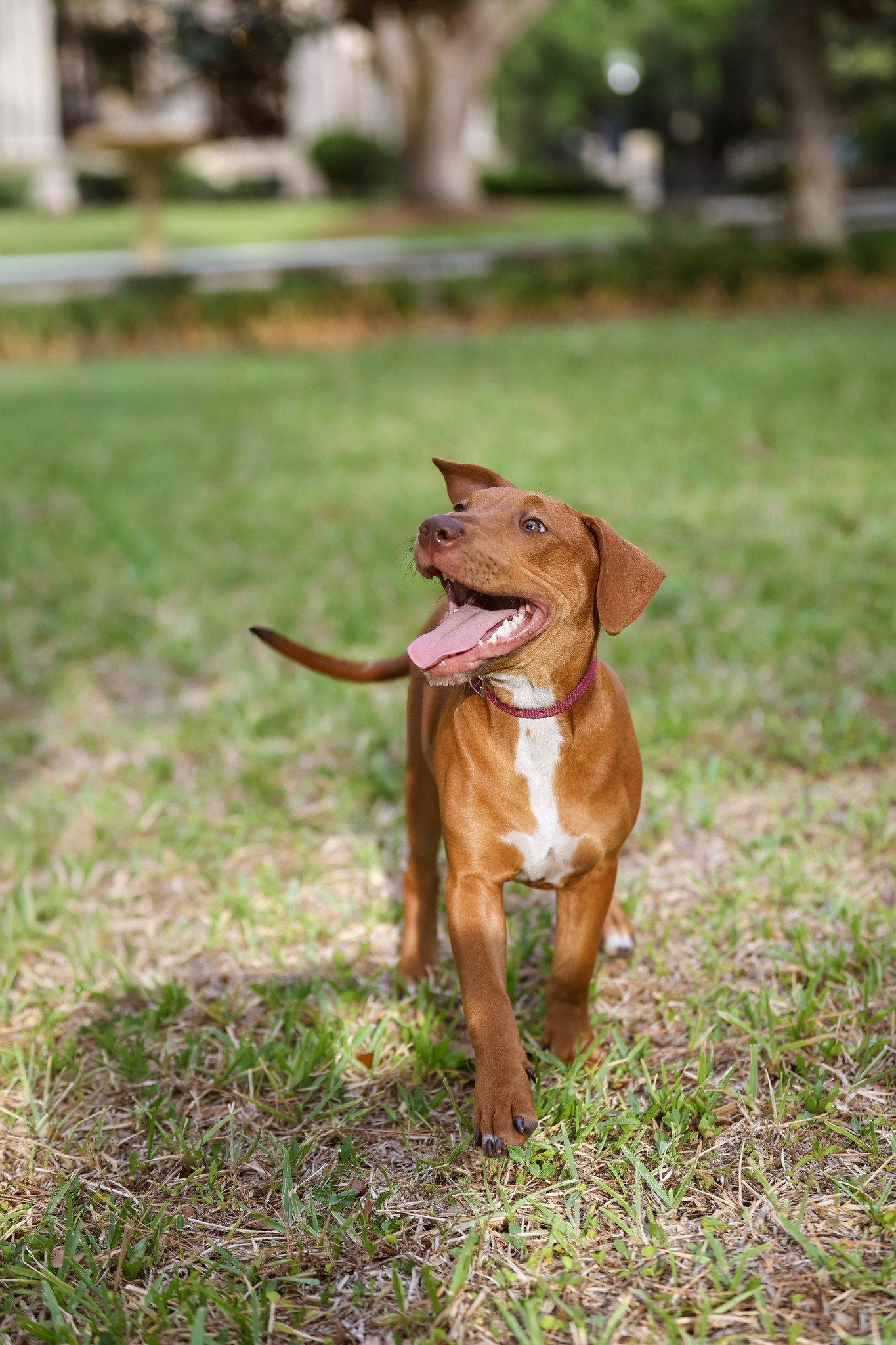Hank, a Adoptable Mixed Breed in Gainesville, FL image 2/3