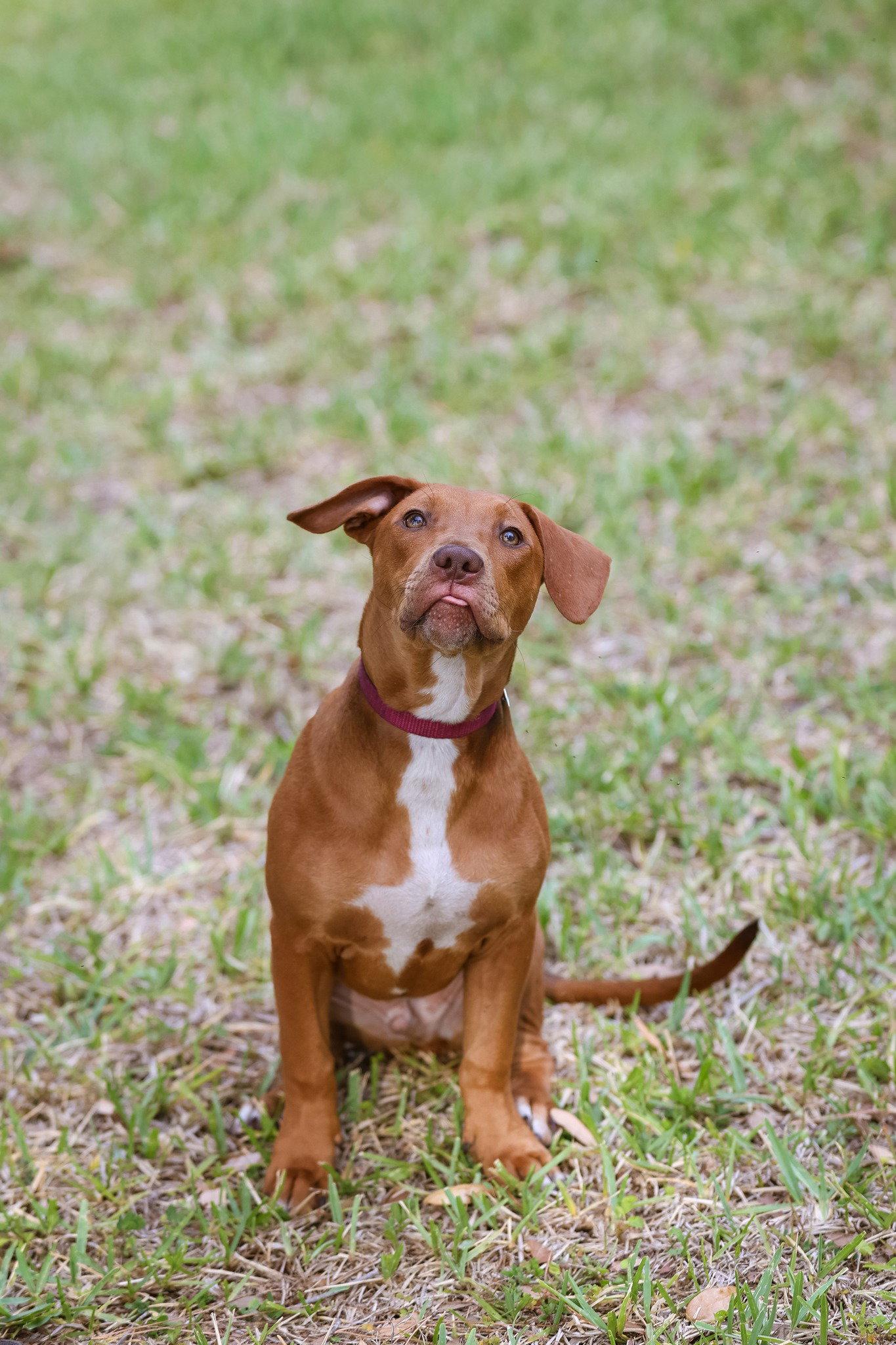 Hank, a Adoptable Mixed Breed in Gainesville, FL image 3/3