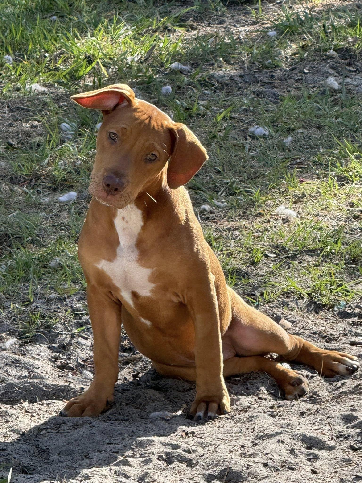 Enlarge Hank, a Adoptable Mixed Breed in Gainesville, FL image 1/1