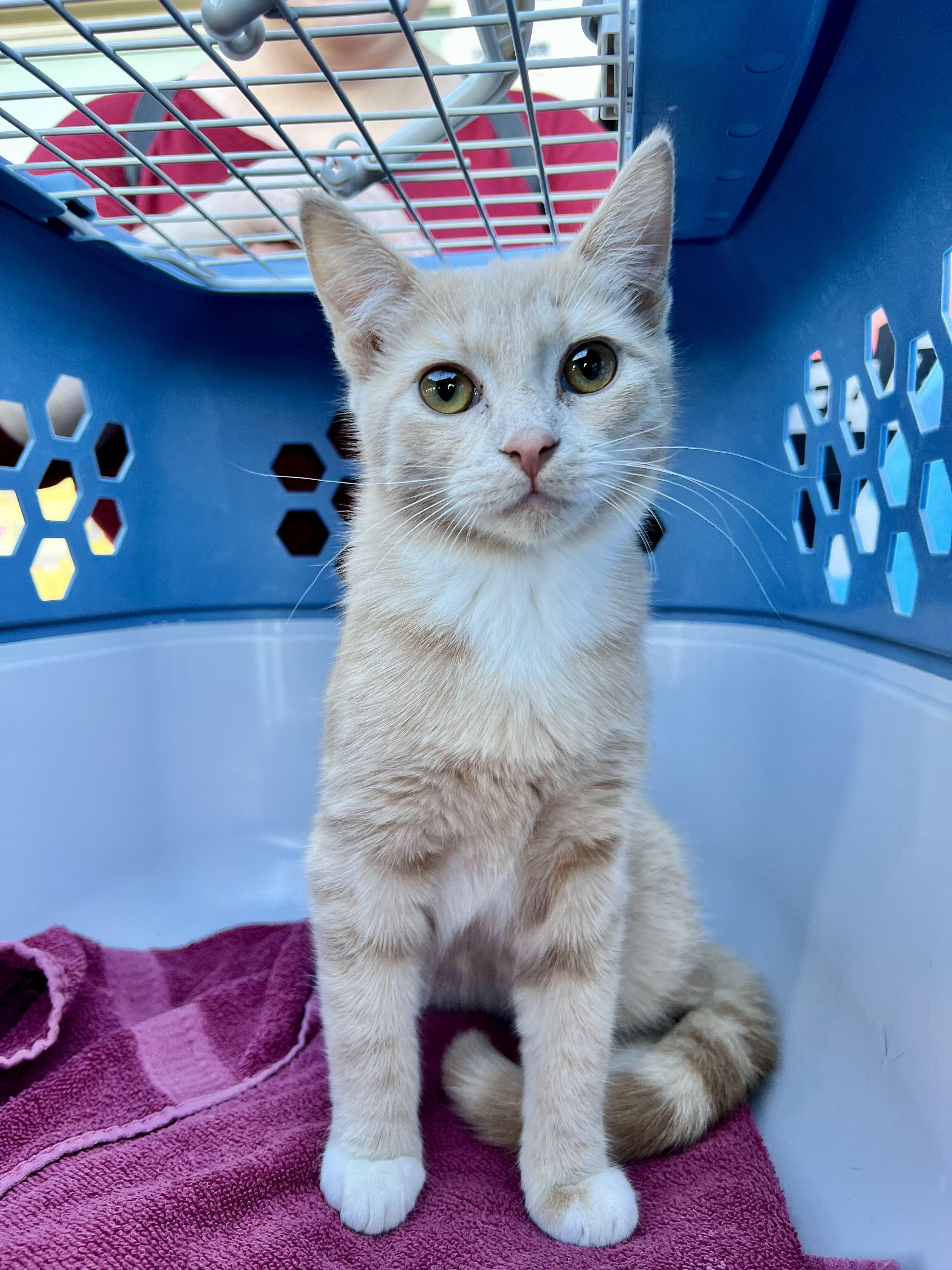 Cheesy Sol, ADOPTABLE, Young Male Tabby.