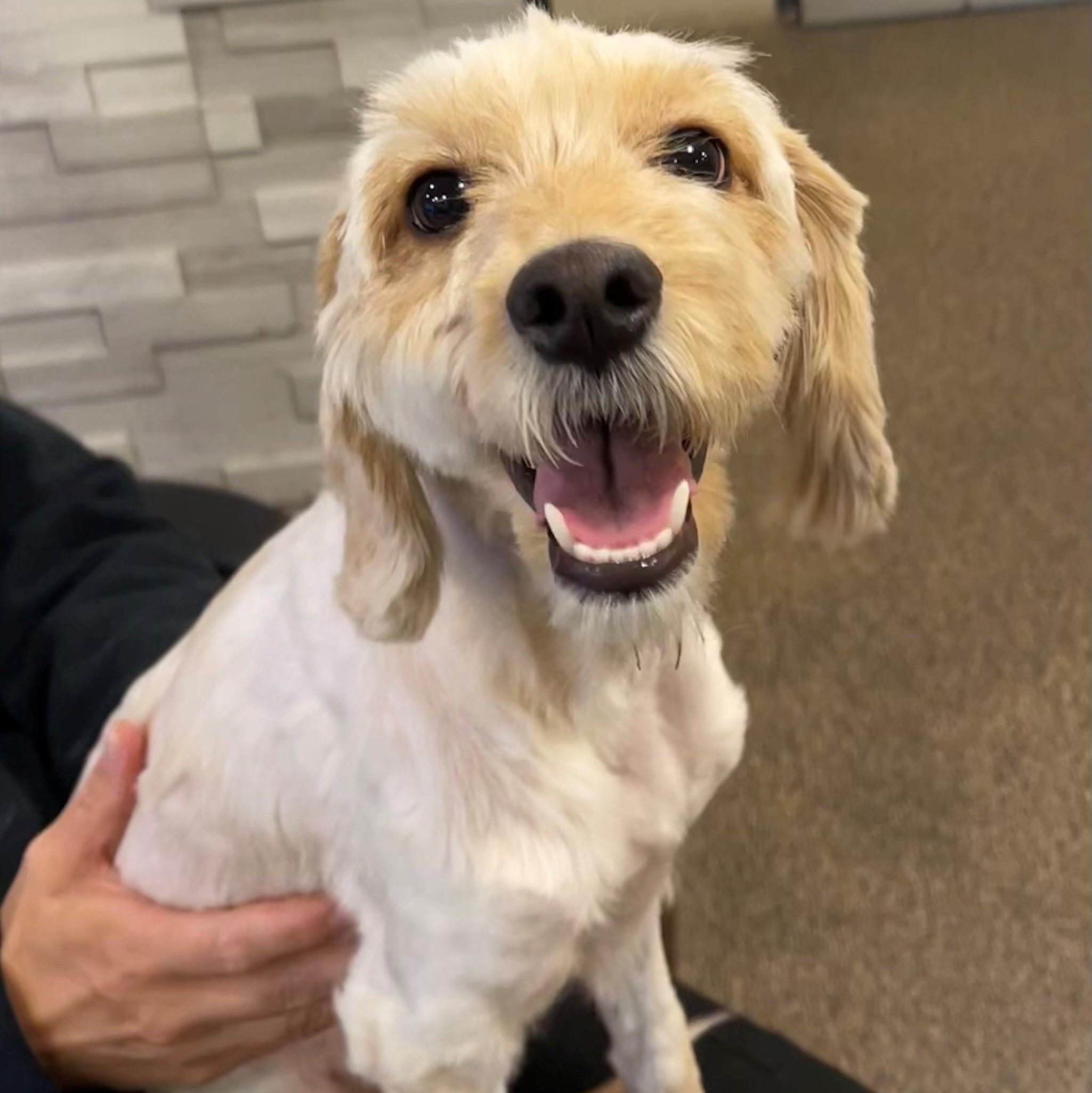 Enlarge Ellie Bambina DS-126/26, an adopted mixed breed in Burlington, ON image 2/4