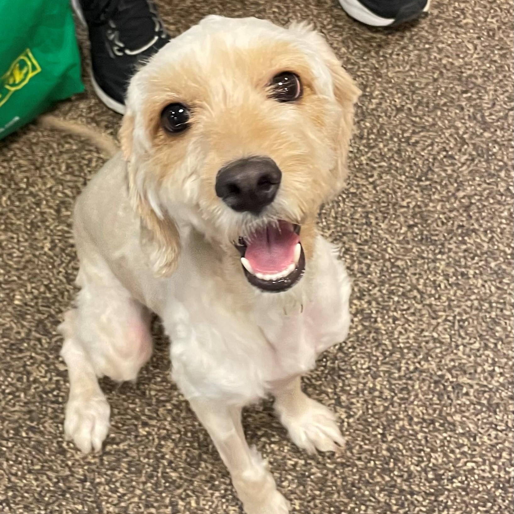 Enlarge Ellie Bambina DS-126/26, an adopted mixed breed in Burlington, ON image 1/4