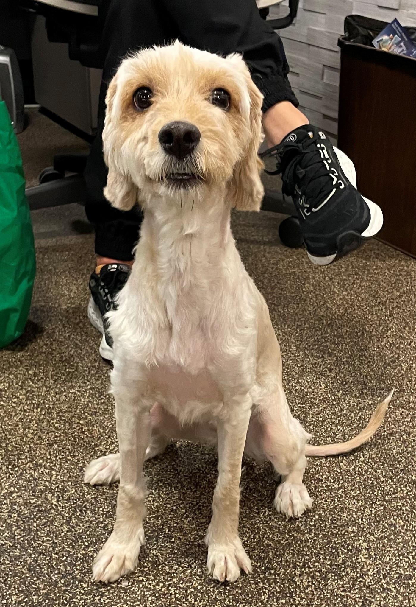 Enlarge Ellie Bambina DS-126/26, an adopted mixed breed in Burlington, ON image 3/4