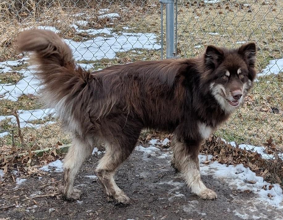 Oakley, Adoptable, Adult Male Alaskan Malamute.