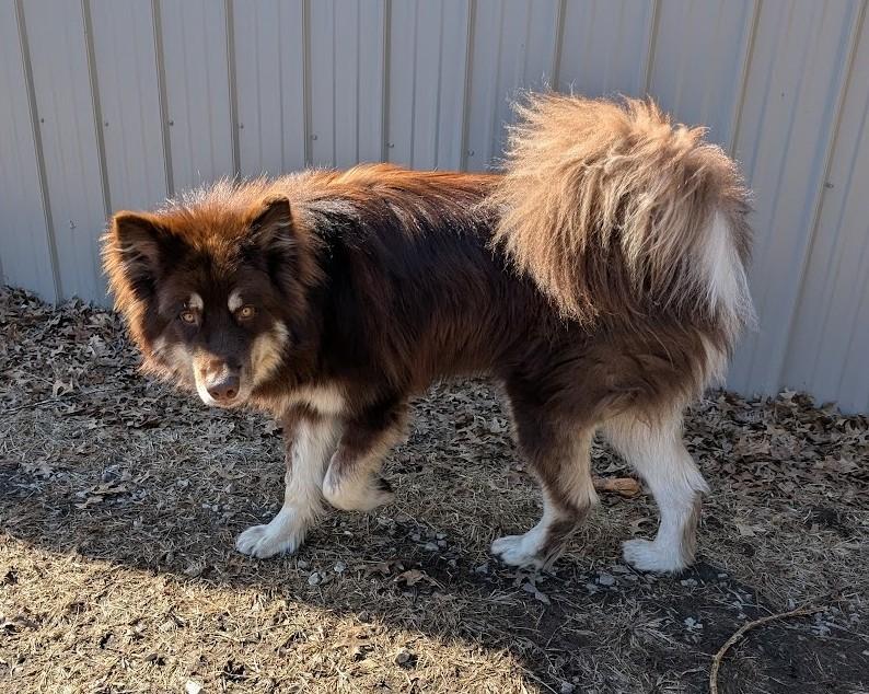 Enlarge Oakley, a Adoptable Alaskan Malamute in Carthage, IL image 3/6
