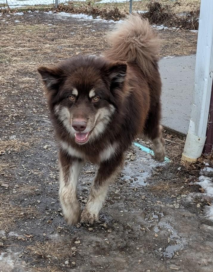 Enlarge Oakley, a Adoptable Alaskan Malamute in Carthage, IL image 6/6
