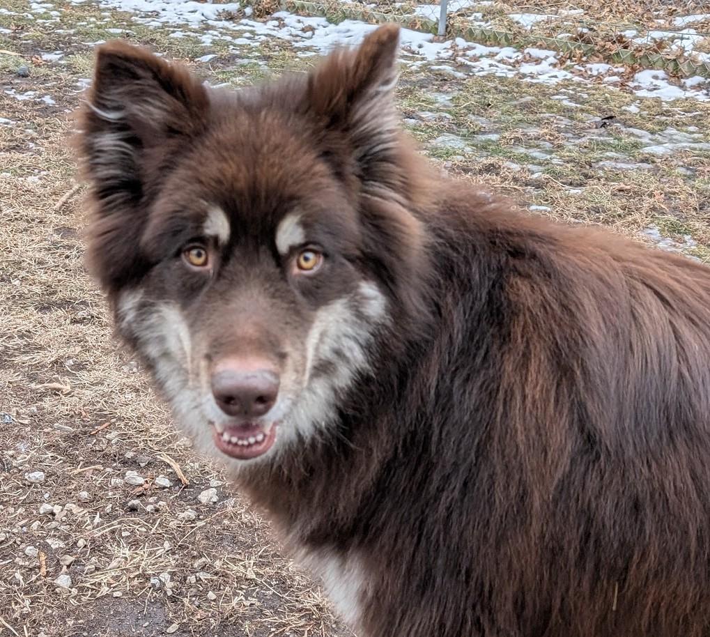 Enlarge Oakley, a Adoptable Alaskan Malamute in Carthage, IL image 2/6