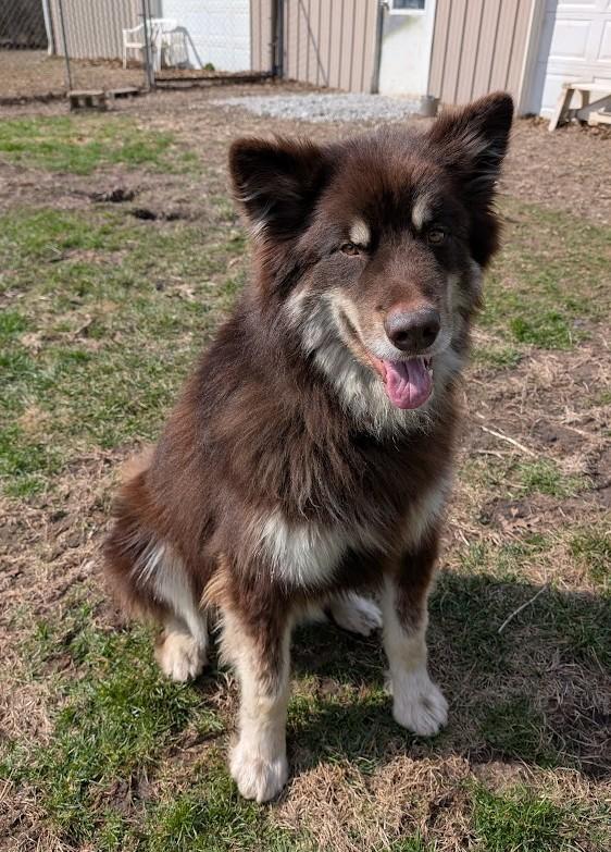 Enlarge Oakley, a Adoptable Alaskan Malamute in Carthage, IL image 5/6