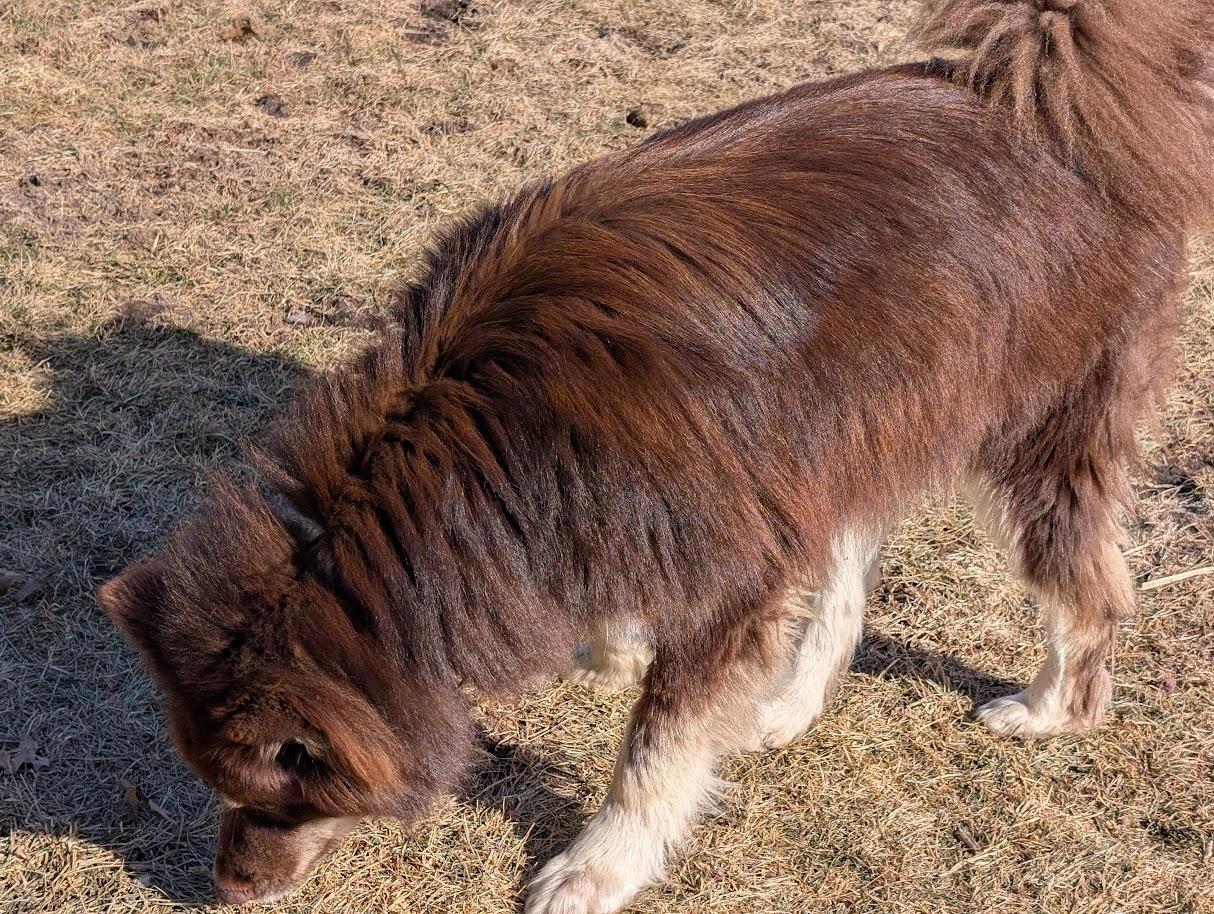 Enlarge Oakley, a Adoptable Alaskan Malamute in Carthage, IL image 5/6