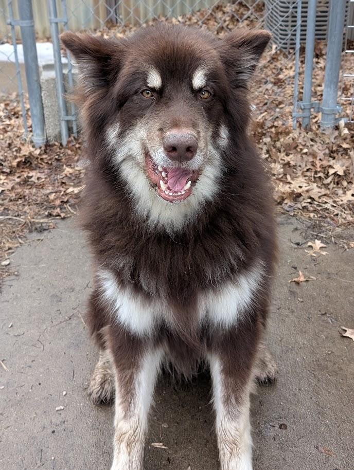 Enlarge Oakley, a Adoptable Alaskan Malamute in Carthage, IL image 4/6