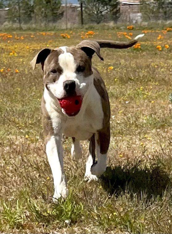 Dorothy , a ADOPTABLE Pit Bull Terrier in Binghamton, NY image 1/6