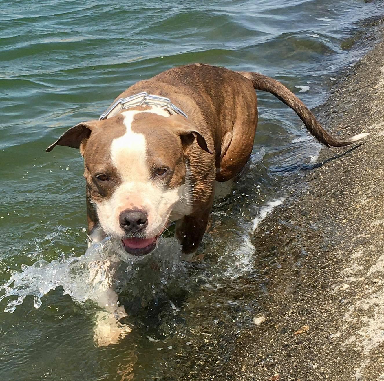 Dorothy , a ADOPTABLE Pit Bull Terrier in Binghamton, NY image 4/6