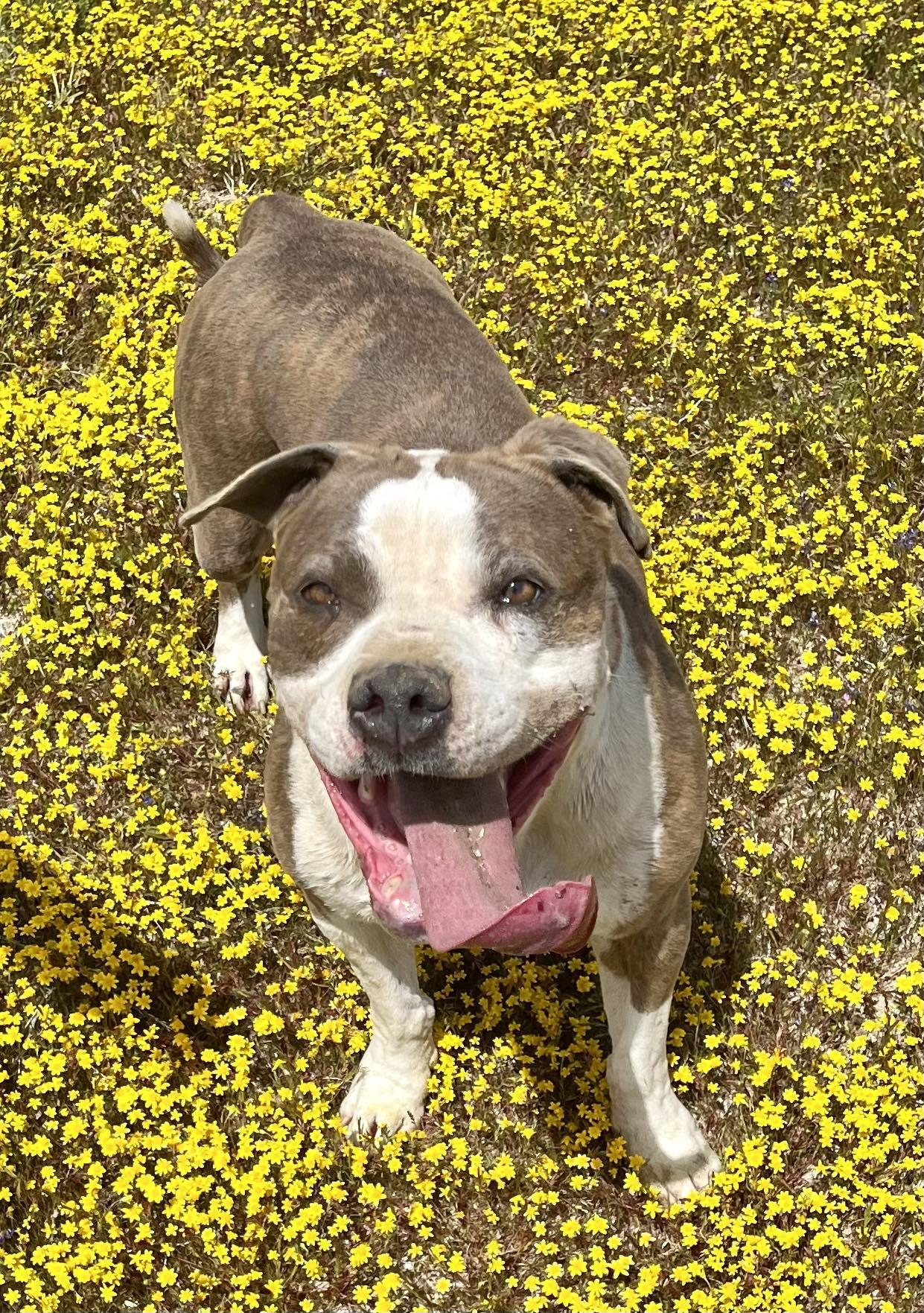 Dorothy , a ADOPTABLE Pit Bull Terrier in Binghamton, NY image 5/6