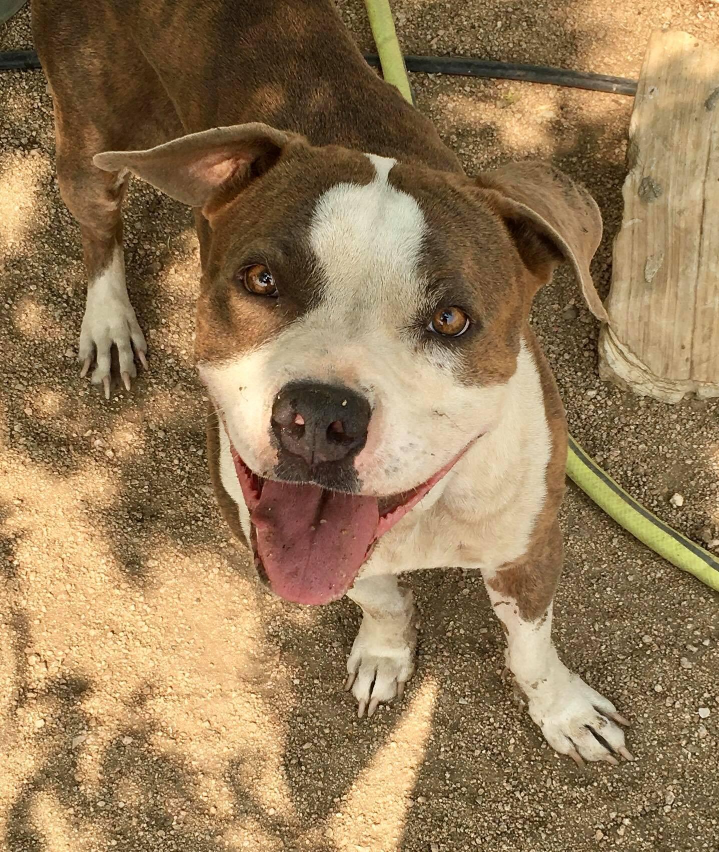 Dorothy , a ADOPTABLE Pit Bull Terrier in Binghamton, NY image 3/6