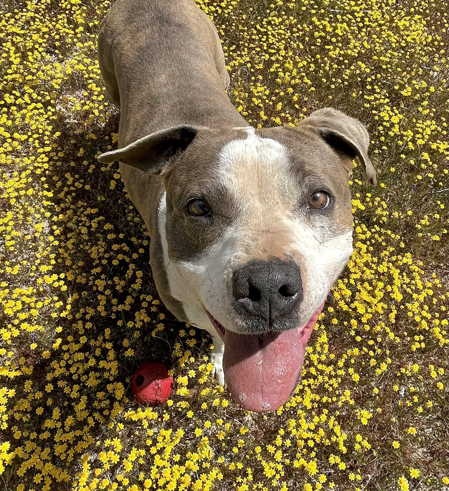 Dorothy , a ADOPTABLE Pit Bull Terrier in Binghamton, NY image 6/6