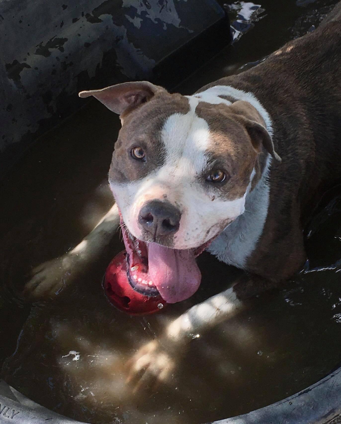 Dorothy , a ADOPTABLE Pit Bull Terrier in Binghamton, NY image 2/6