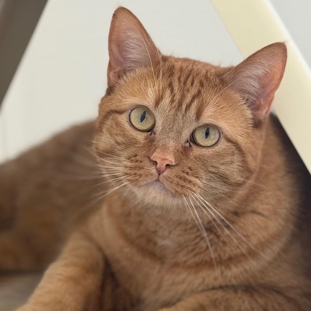 Enlarge Gizmo, a Adoptable Domestic Short Hair in Rifle, CO image 2/3