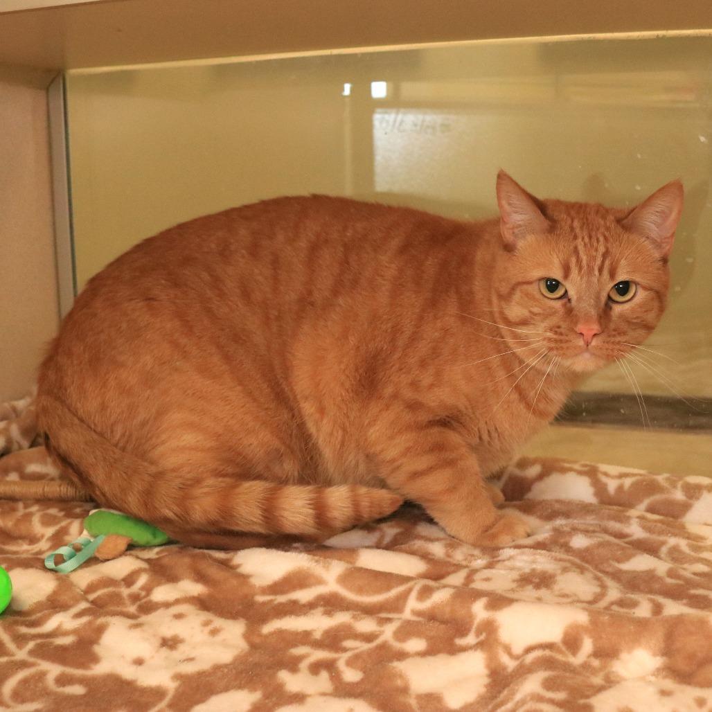 Enlarge Gizmo, a Adoptable Domestic Short Hair in Rifle, CO image 2/2