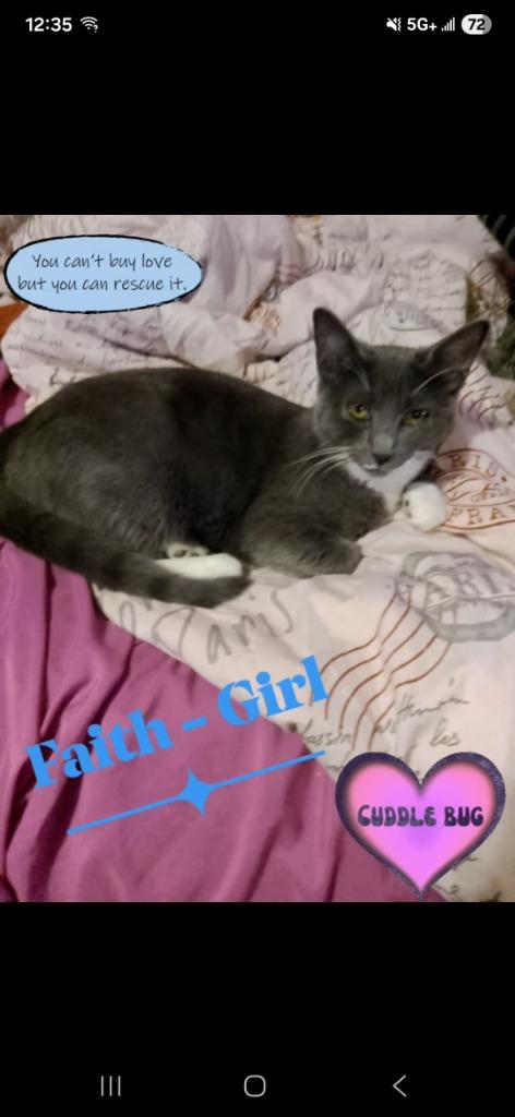 Faith, Adoptable, Kitten Female Domestic Short Hair.