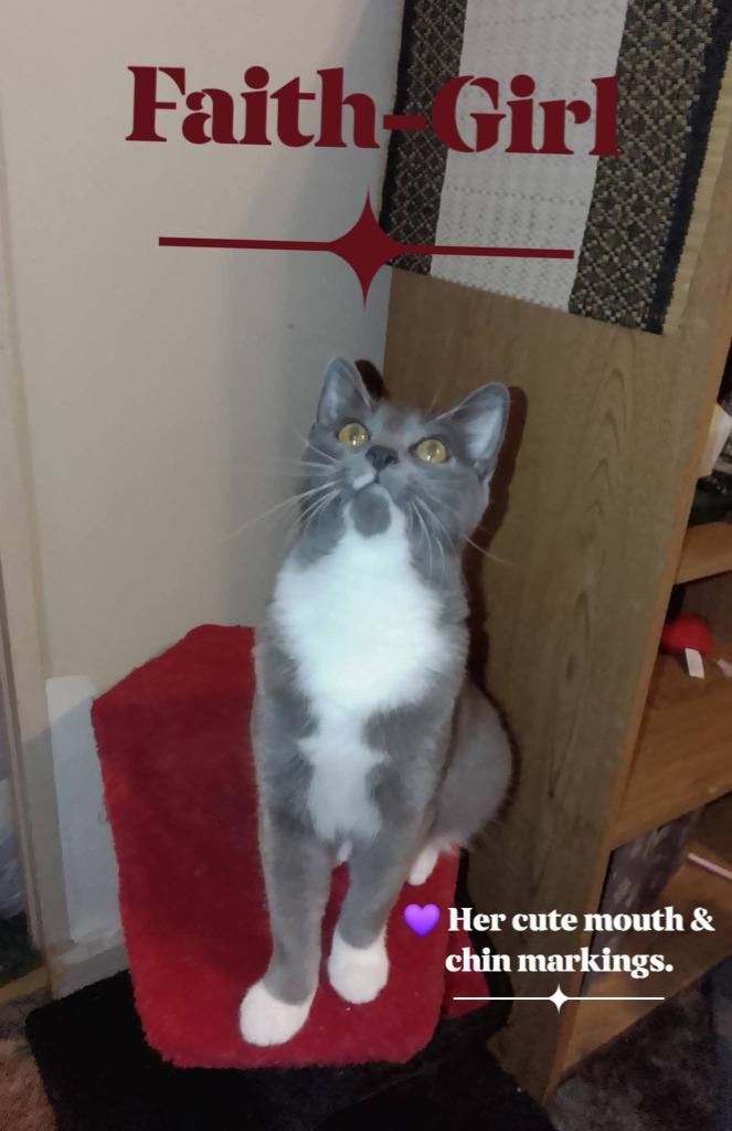 Enlarge Faith, a Adoptable mixed breed in Miami, OK image 2/4