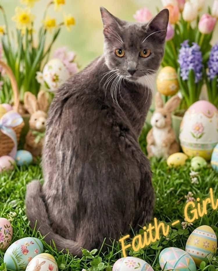 Faith, Adoptable, Kitten Female Domestic Short Hair.