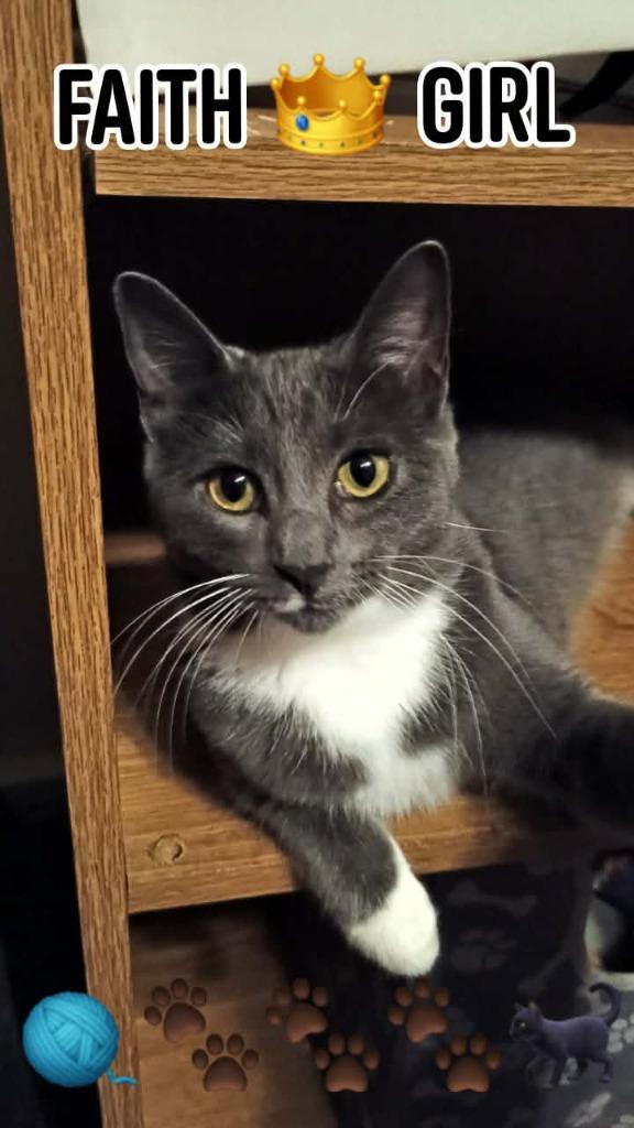 Enlarge Faith, a Adoptable mixed breed in Miami, OK image 3/5
