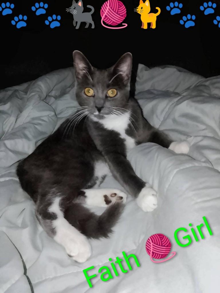 Enlarge Faith, a Adoptable mixed breed in Miami, OK image 2/4