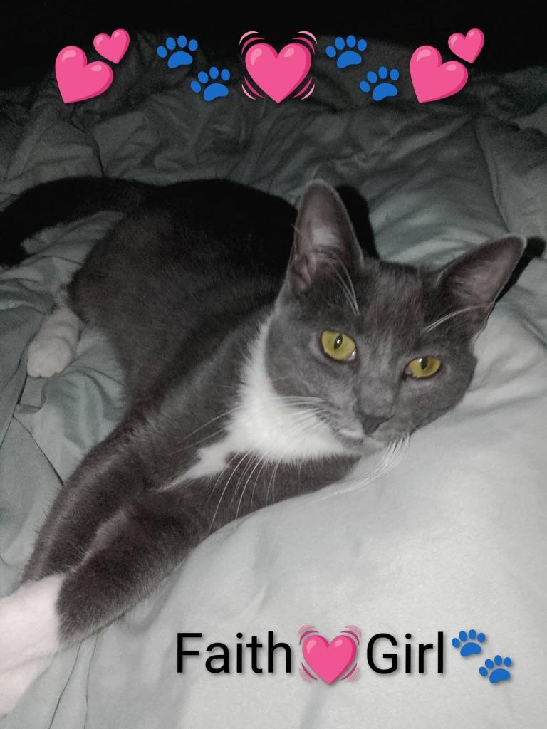 Enlarge Faith, a Adoptable mixed breed in Miami, OK image 3/4