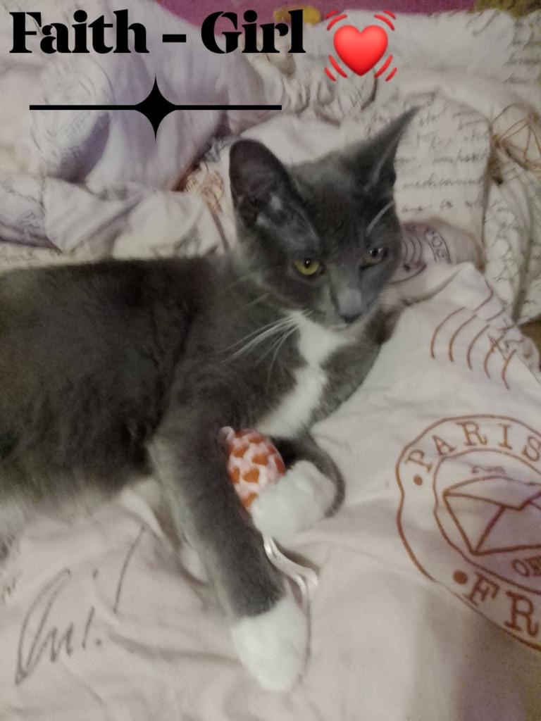 Enlarge Faith, a Adoptable mixed breed in Miami, OK image 4/4