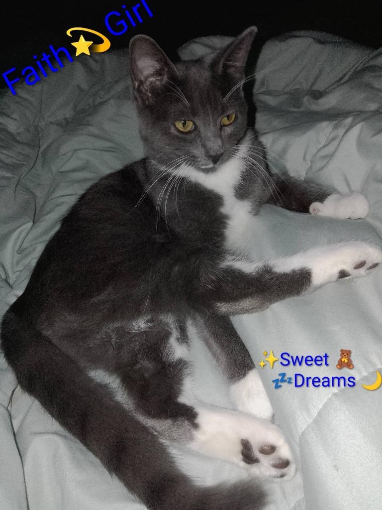 Enlarge Faith, a Adoptable mixed breed in Miami, OK image 4/4