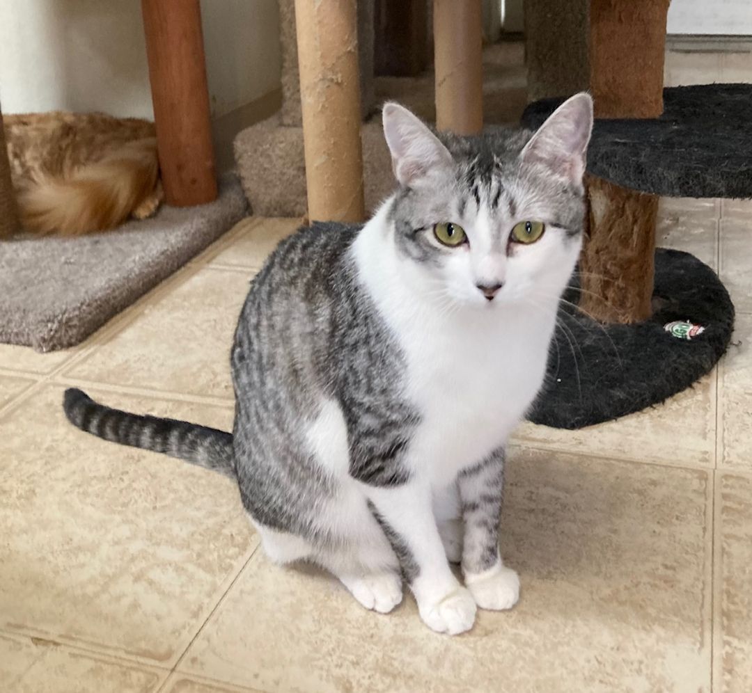 Marilyn, a Adoptable mixed breed in Lodi, CA image 1/2