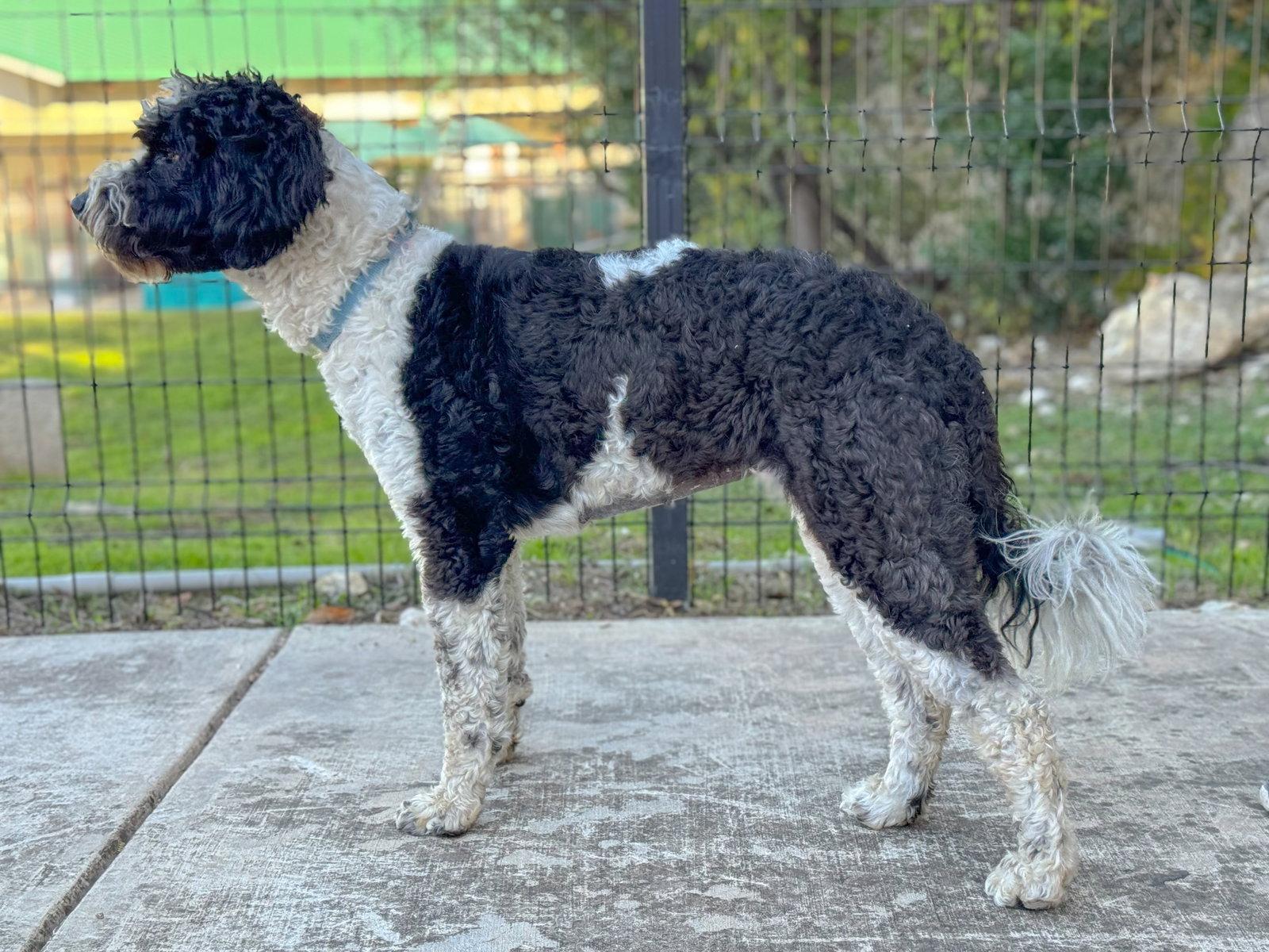 Enlarge Bindi, a Adopted mixed breed in Helotes, TX image 1/3