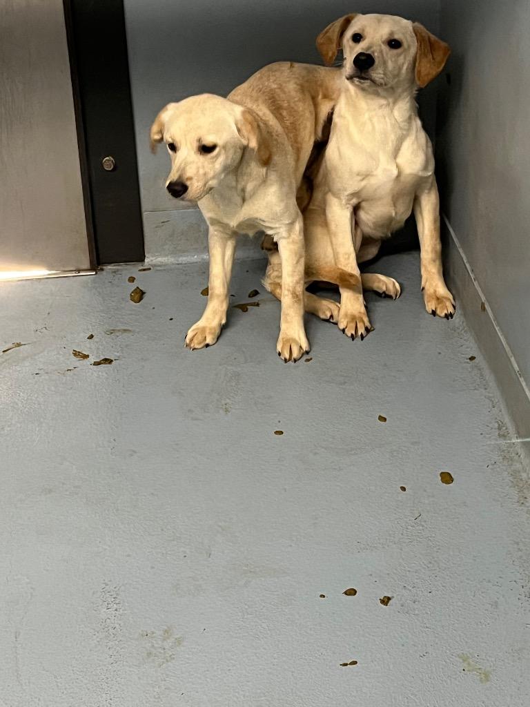 Glitter, Adoptable, Young Female Mixed Breed.