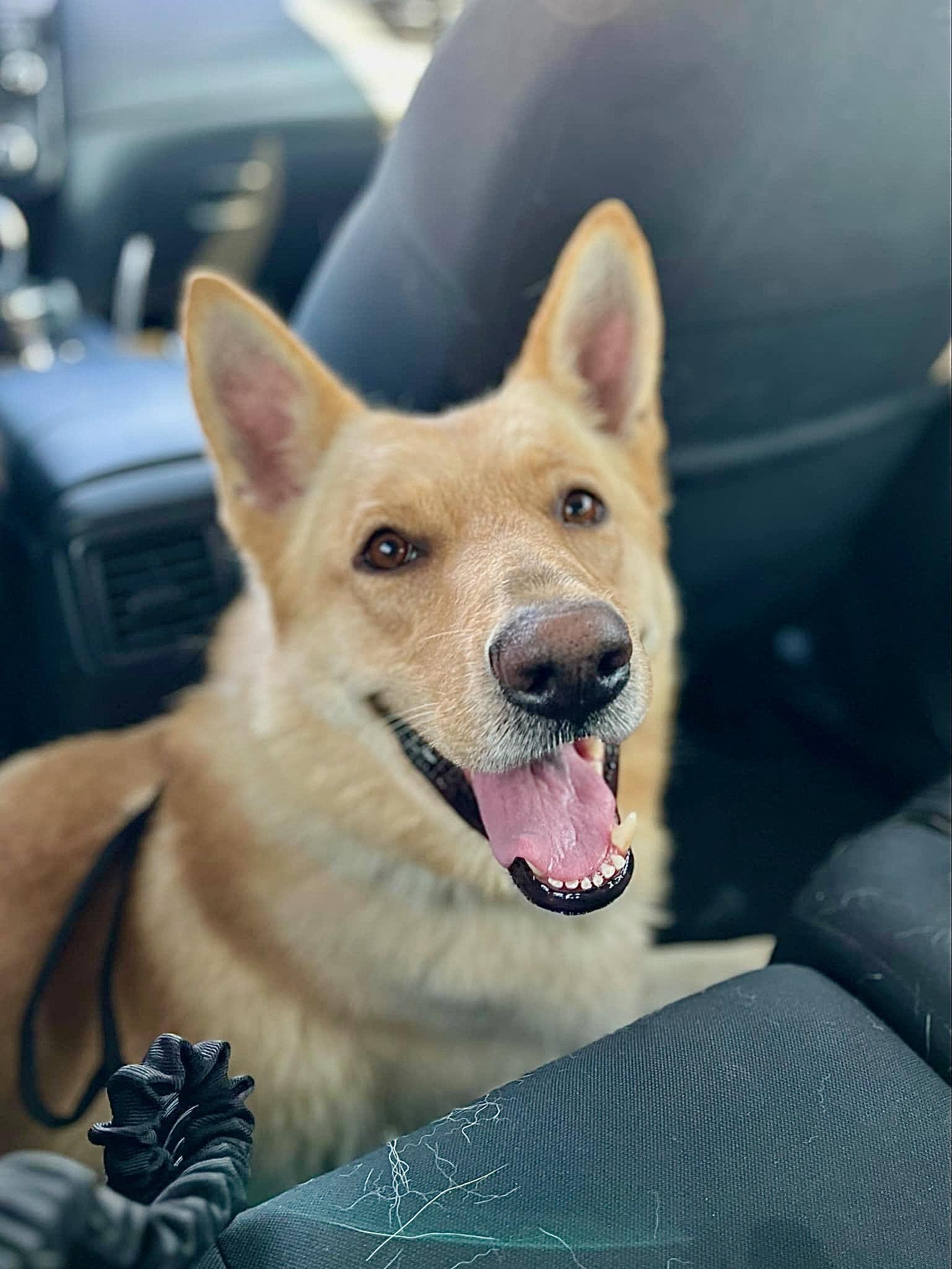 Mac, a Adoptable German Shepherd Dog in Phoenix, AZ image 1/4