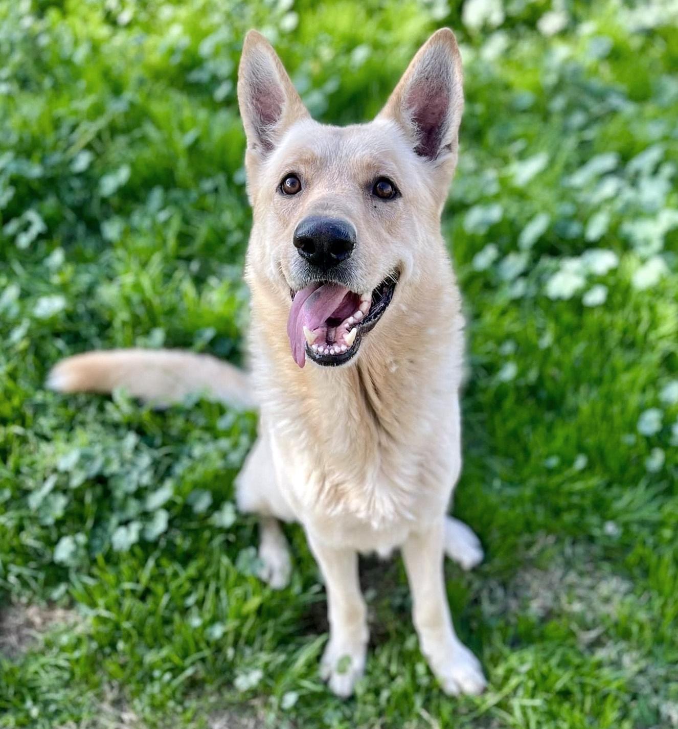 Mac, a Adoptable German Shepherd Dog in Phoenix, AZ image 2/4