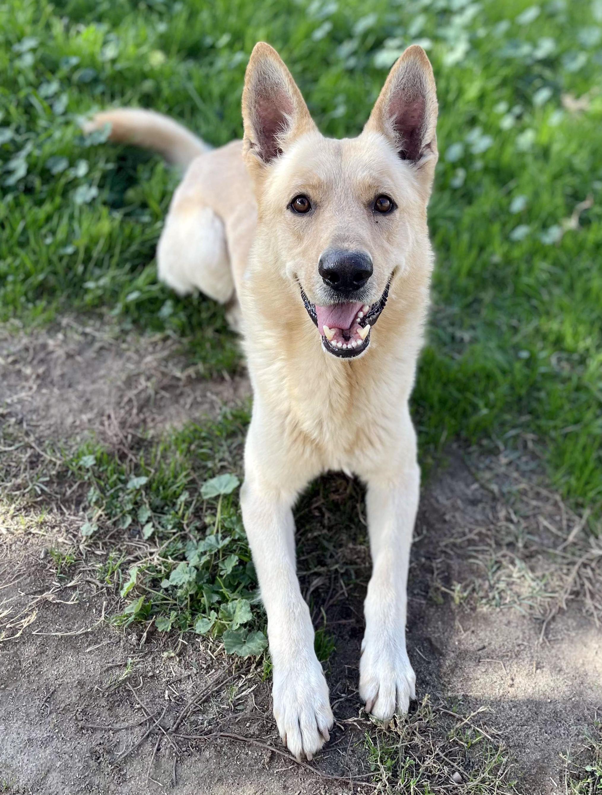 Mac, a Adoptable German Shepherd Dog in Phoenix, AZ image 3/4