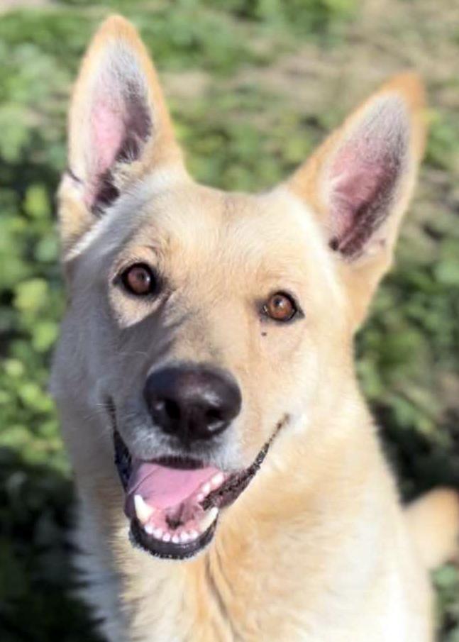 Mac, a Adoptable German Shepherd Dog in Phoenix, AZ image 4/4