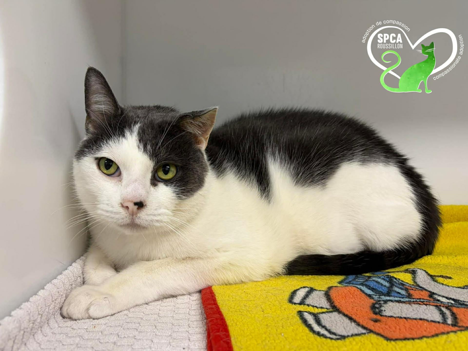 Paco, ADOPTABLE, Senior Male Domestic Short Hair.