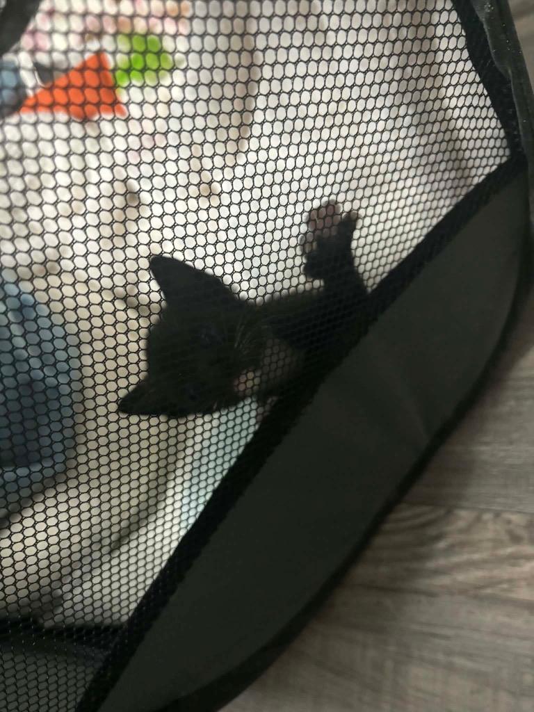 Onyx Tux, Adoptable, Kitten Male Domestic Short Hair.