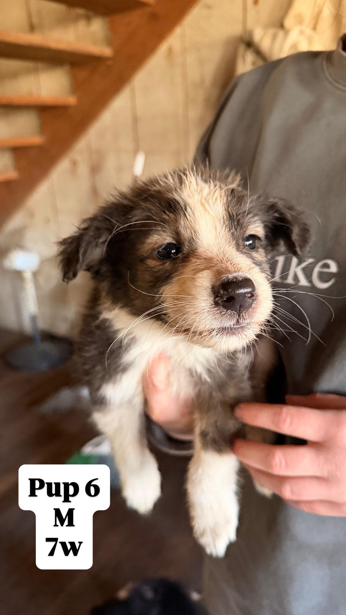 Enlarge Sally's Pups, a ADOPTABLE Border Collie in Seymour, IN image 4/6