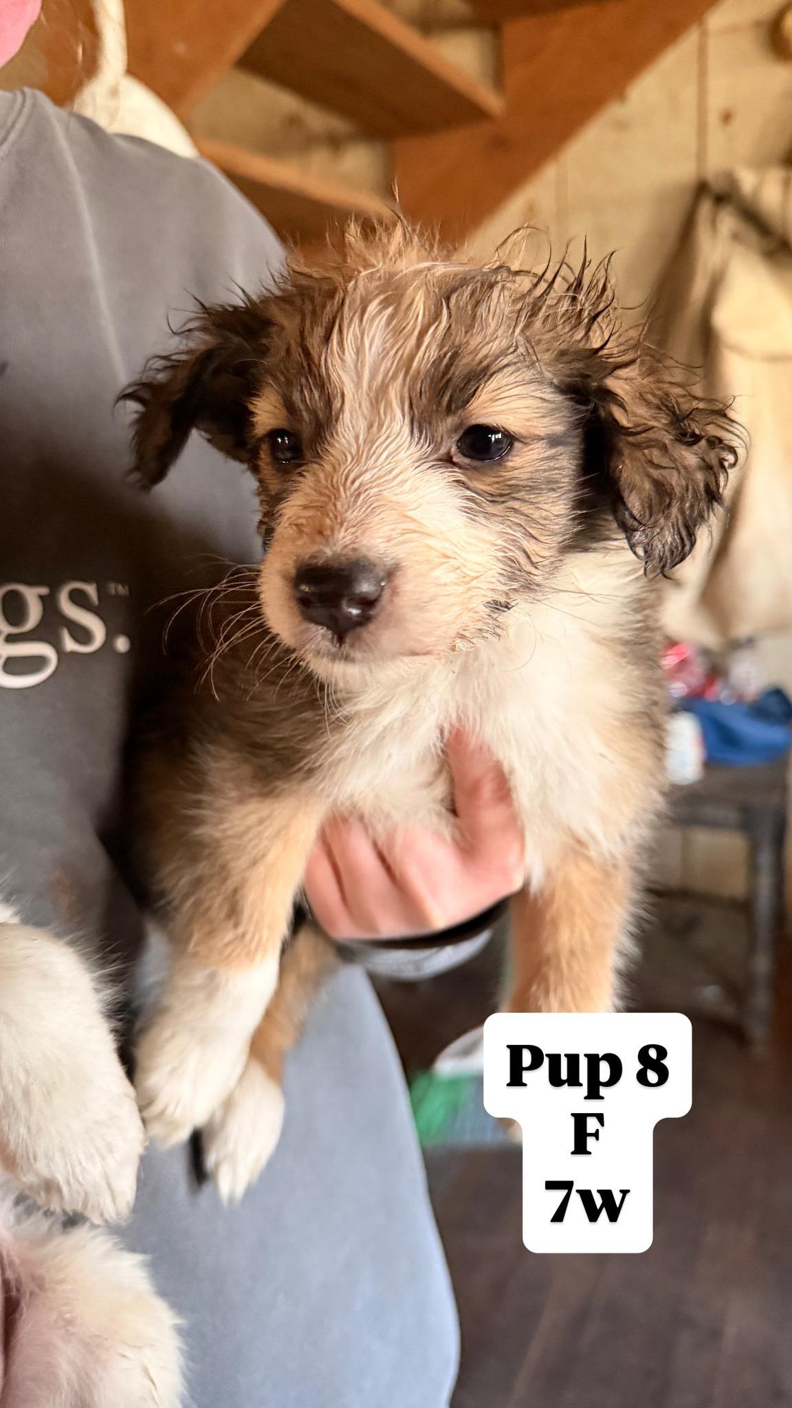 Enlarge Sally's Pups, a ADOPTABLE Border Collie in Seymour, IN image 5/6