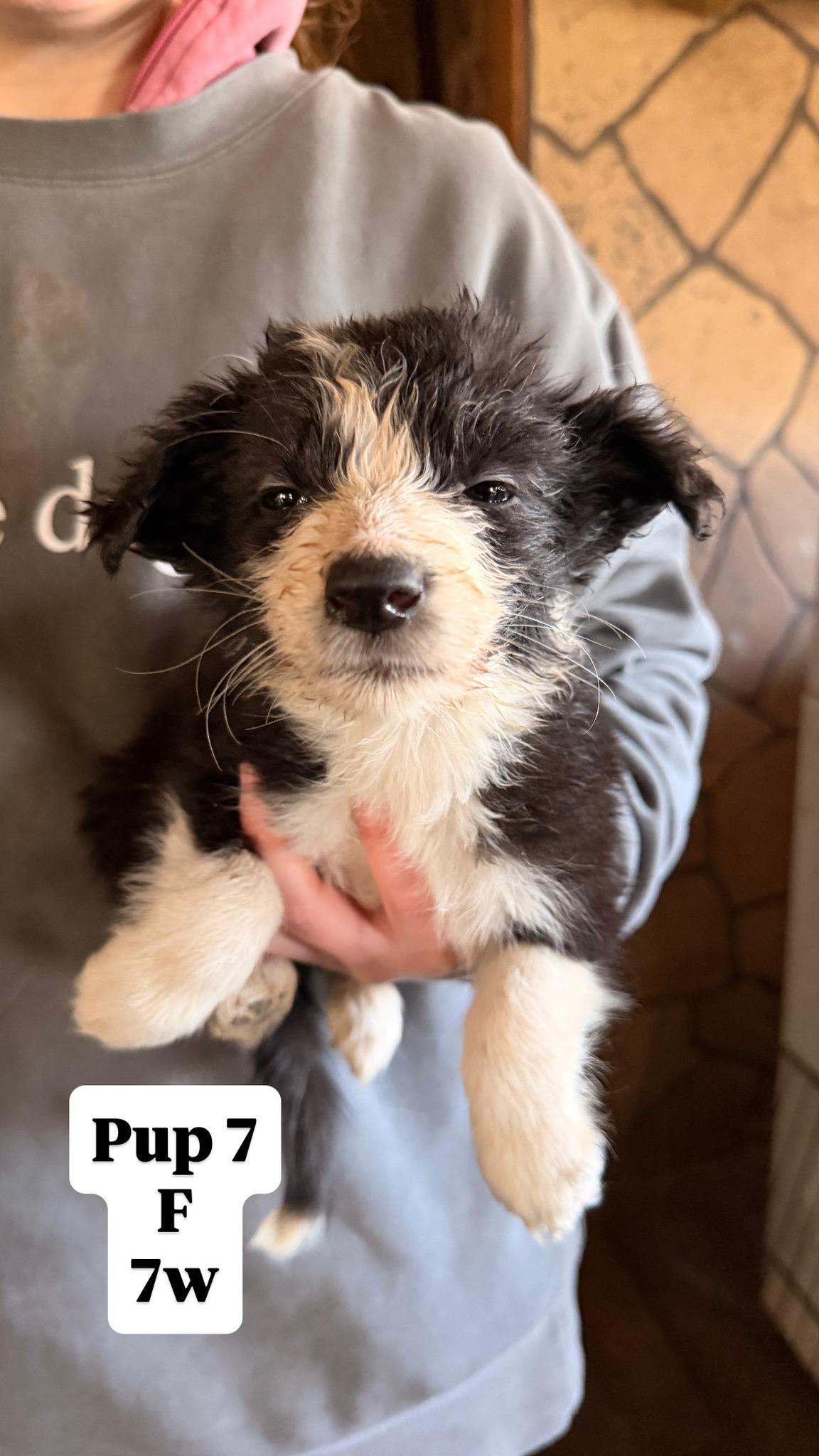 Enlarge Sally's Pups, a ADOPTABLE Border Collie in Seymour, IN image 6/6