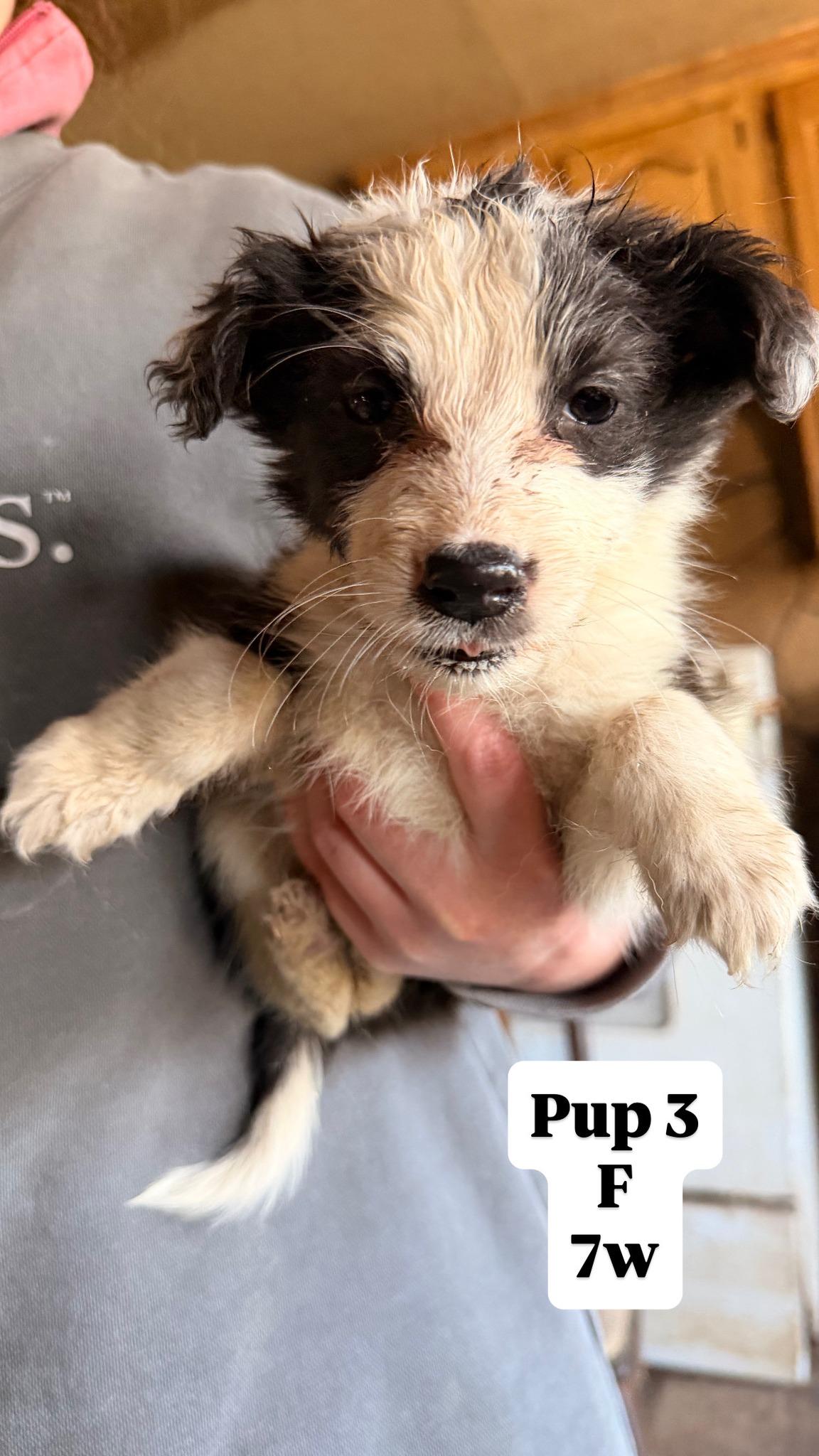 Enlarge Sally's Pups, a ADOPTABLE Border Collie in Seymour, IN image 1/6